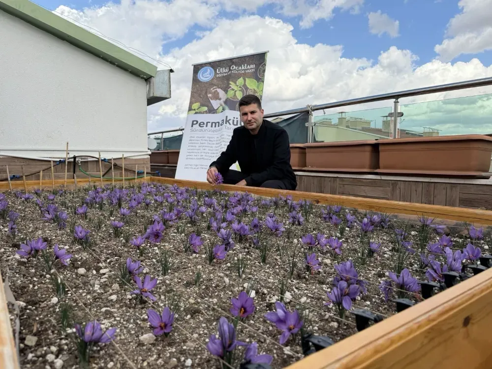 Ülkü Ocakları’ndan Terasında Safran Hasadı